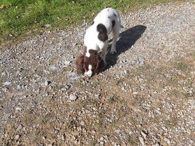 Purebred Springer Spaniel puppies in Leitrim