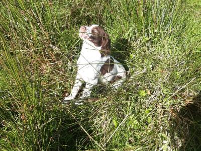 Purebred Springer Spaniel puppies in Leitrim