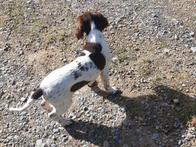 Purebred Springer Spaniel puppies in Leitrim