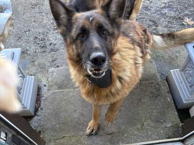 German Shepherd Dogs for sale in Cork