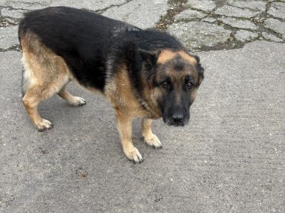German Shepherd Dogs for sale in Cork