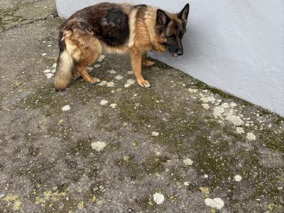 German Shepherd Dogs for sale in Cork