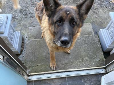 German Shepherd Dogs for sale in Cork