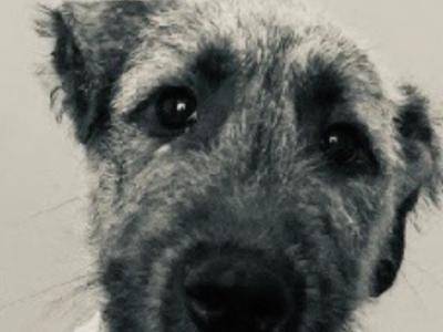 IKC  Irish Wolfhounds N Wicklow
