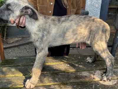 IKC  Irish Wolfhounds N Wicklow