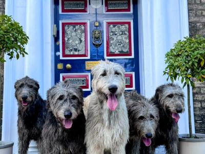 IKC  Irish Wolfhounds N Wicklow