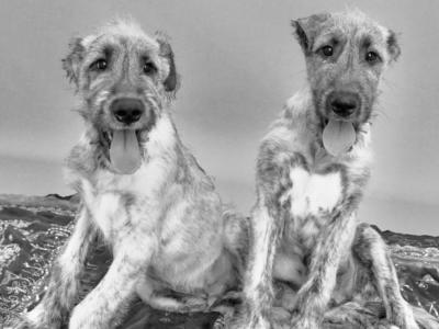 IKC  Irish Wolfhounds N Wicklow