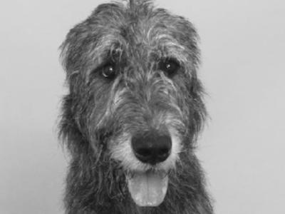 IKC  Irish Wolfhounds N Wicklow