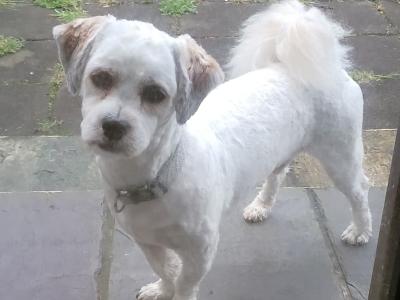 Milo is a young, affectionate male Poodle X in Donegal for rehoming