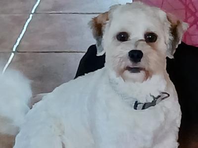 Milo is a young, affectionate male Poodle X in Donegal for rehoming