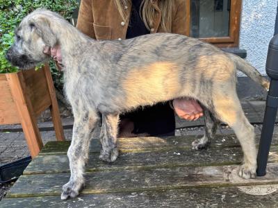 IKC  Irish Wolfhounds N Wicklow