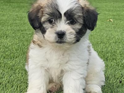 Teddybear Shih Tzu puppies in Limerick