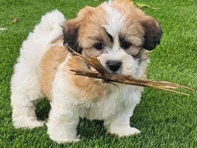 Teddybear Shih Tzu puppies in Limerick