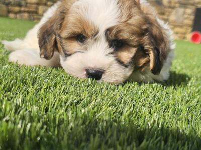 Teddybear Shih Tzu puppies in Limerick