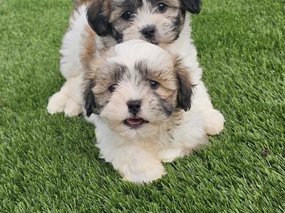 Teddybear Shih Tzu puppies in Limerick