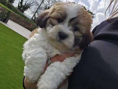 Teddybear Shih Tzu puppies in Limerick