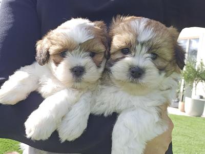 Teddybear Shih Tzu puppies in Limerick
