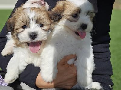 Teddybear Shih Tzu puppies in Limerick