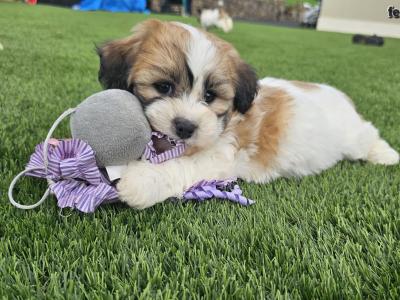 Teddybear Shih Tzu puppies in Limerick