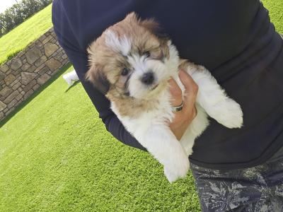Teddybear Shih Tzu puppies in Limerick