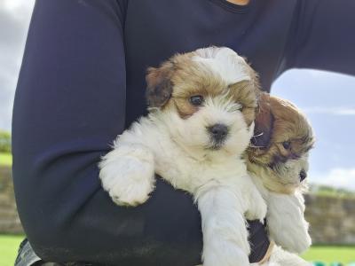Teddybear Shih Tzu puppies in Limerick