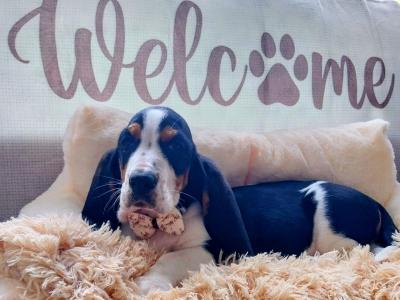 Beautiful Basset Hound puppies in Kilkenny