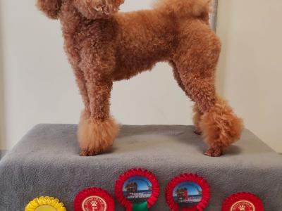 Purebred miniature Red Poodle puppies in Clare