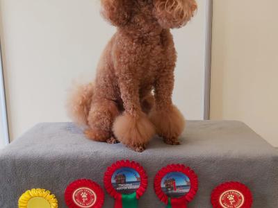 Purebred miniature Red Poodle puppies in Clare