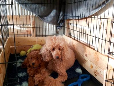 Purebred miniature Red Poodle puppies in Clare