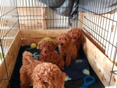 Purebred miniature Red Poodle puppies in Clare