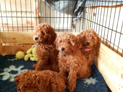 Purebred miniature Red Poodle puppies in Clare