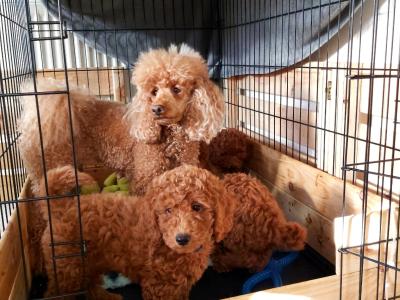 Purebred miniature Red Poodle puppies in Clare