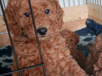 Purebred miniature Red Poodle puppies in Clare