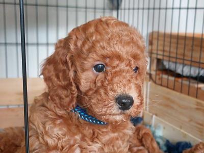 Purebred miniature Red Poodle puppies in Clare