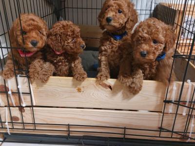 Purebred miniature Red Poodle puppies in Clare