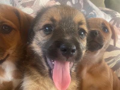 Gorgeous Brown Jack Russell puppies in Cork ✨
