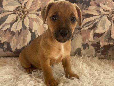 Gorgeous Brown Jack Russell puppies in Cork ✨