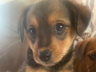 Gorgeous Brown Jack Russell puppies in Cork ✨