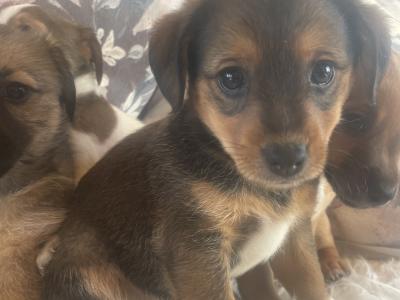 Gorgeous Brown Jack Russell puppies in Cork ✨