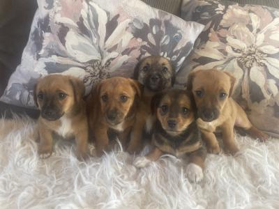 Gorgeous Brown Jack Russell puppies in Cork ✨