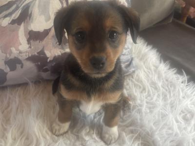 Gorgeous Brown Jack Russell puppies in Cork ✨