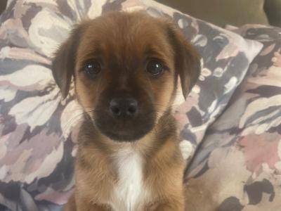 Gorgeous Brown Jack Russell puppies in Cork ✨