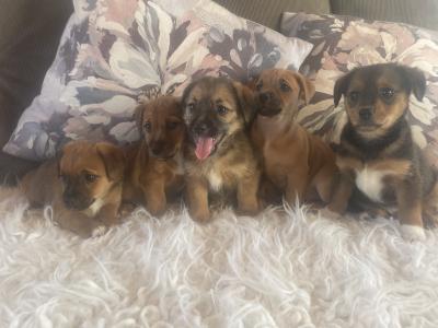 Gorgeous Brown Jack Russell puppies in Cork ✨