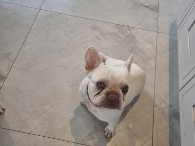 Beautiful purebred female French Bulldog 16 months old in Laois