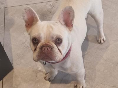 Beautiful purebred female French Bulldog 16 months old in Laois