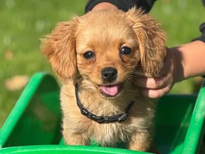 Cavapoo x Cavachon puppies in Wexford