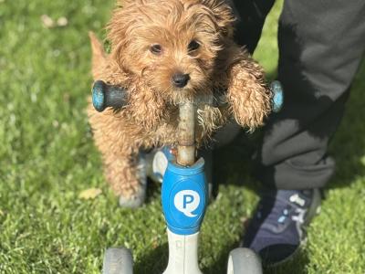 Cavapoo x Cavachon puppies in Wexford