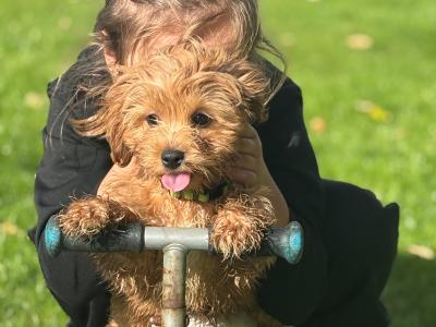 Cavapoo x Cavachon puppies in Wexford