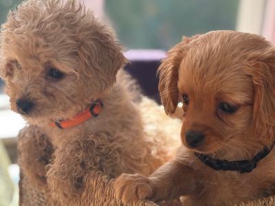 Cavapoo x Cavachon puppies in Wexford