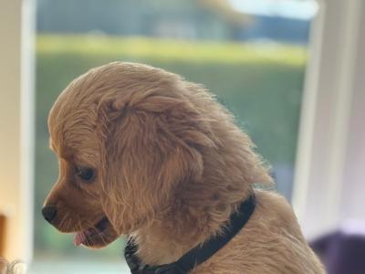 Cavapoo x Cavachon puppies in Wexford